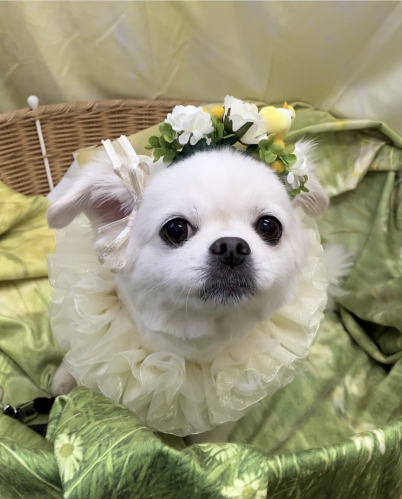こまりちゃん