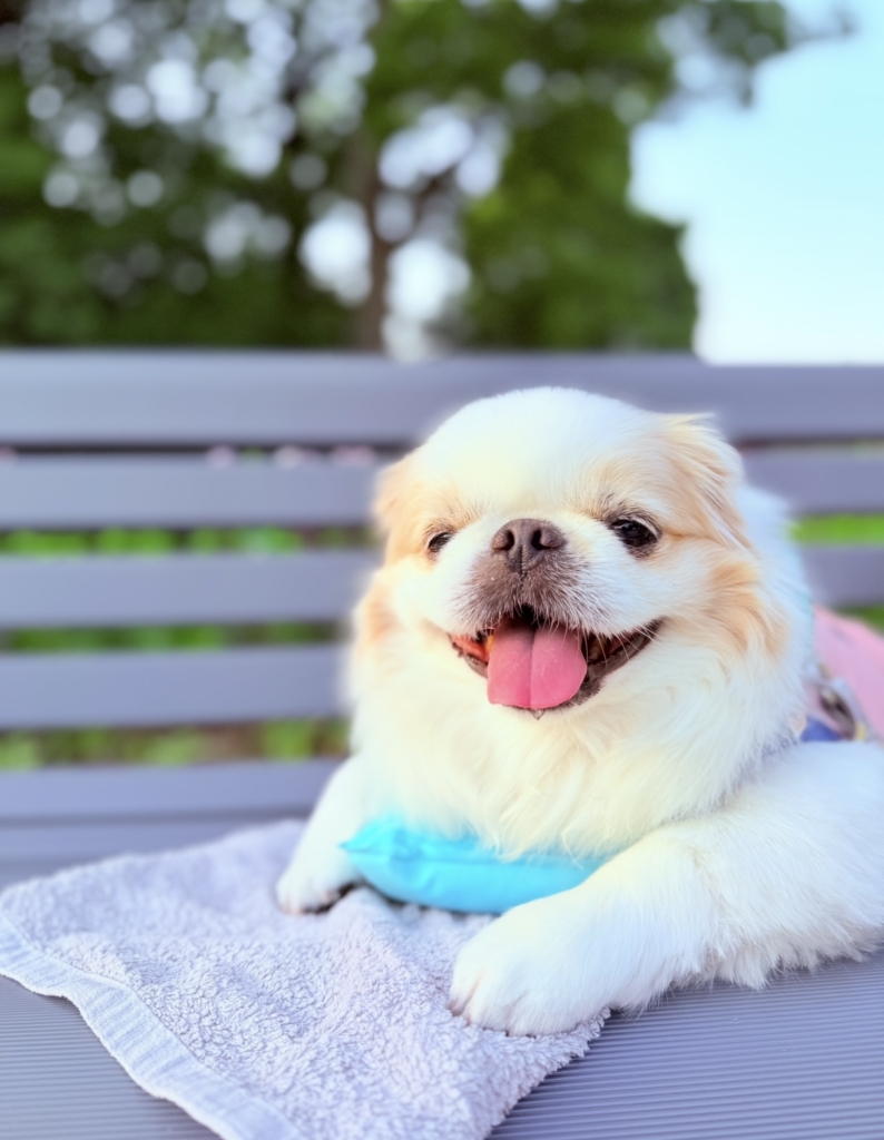 しゃおまるくん