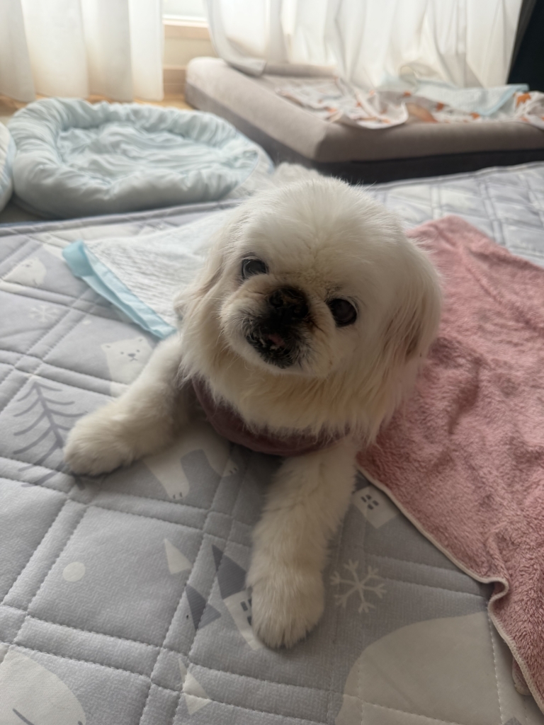 みるくちゃん