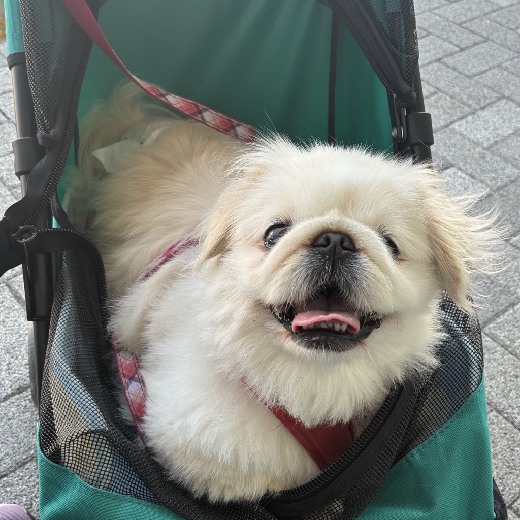 ロビンちゃん